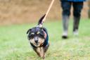 Dogs, cats and small animals can be fostered from Blue Cross Hertfordshire