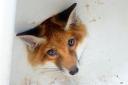 Curious fox gets stuck in sink plughole in Basildon garden before being freed
