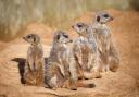 Cute - meerkats at Colchester Zoo. Picture: Neil Young