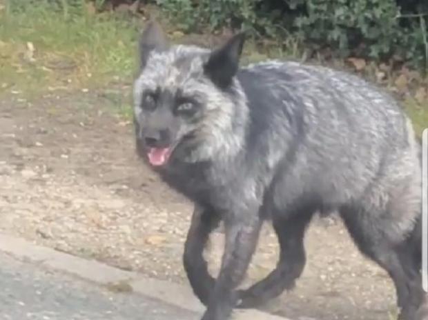 Brentwood Live: Charlotte Ramsey captured this shot of the black fox in Mile End