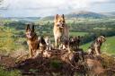 A fine pack of dogs taking in “some views from Garth Bank Woods looking along the Irfon Valley,” from Laura Burns.