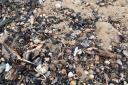 Dead crustaceans were washed up on the North East and North Yorkshire coastline and the cause is still unknown