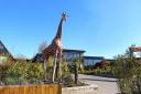 Business - Colchester Zoo
