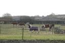 Horses grazing on Hicks Farm will have to be re-homed by December