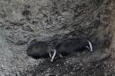Badgers saved from pit hole