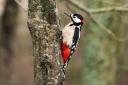Great Spotted Woodpecker by Janice Sutton
