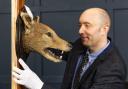A rare Tasmanian Tiger head is up for auction
