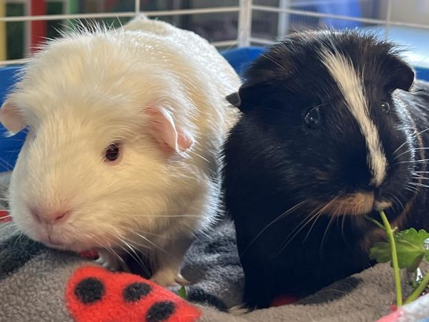 Brentwood Live: Brownie and Snowy (Danaher Animal Home)