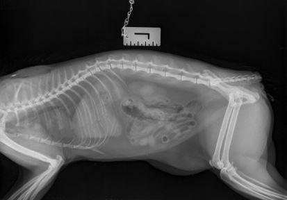 Brentwood Live: An x-ray showing the 'clean cut' on the cat's tail