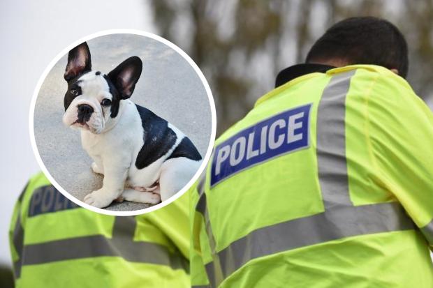 Figures reveal Essex Police recorded more dog thefts last year, with French bulldogs (inset) the most stolen breed in 2021