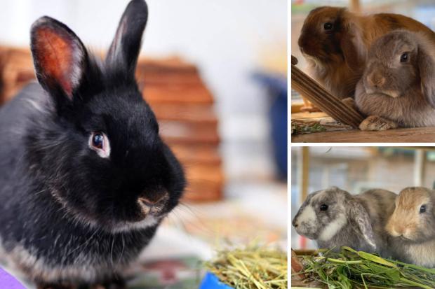 Adopt a rabbit from Oxfordshire Animal Sanctuary. Credit: Oxfordshire Animal Sanctuary