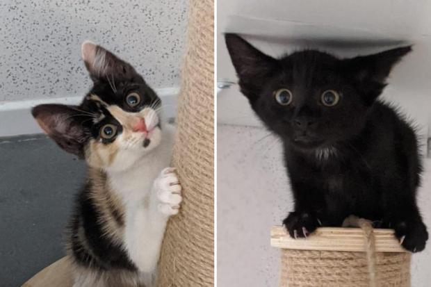 Brentwood Live: Cleo and Clove (RSPCA)
