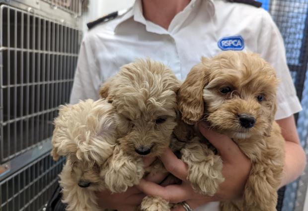 Brentwood Live: RSPCA staff member with some of the pups. Photo: RSPCA