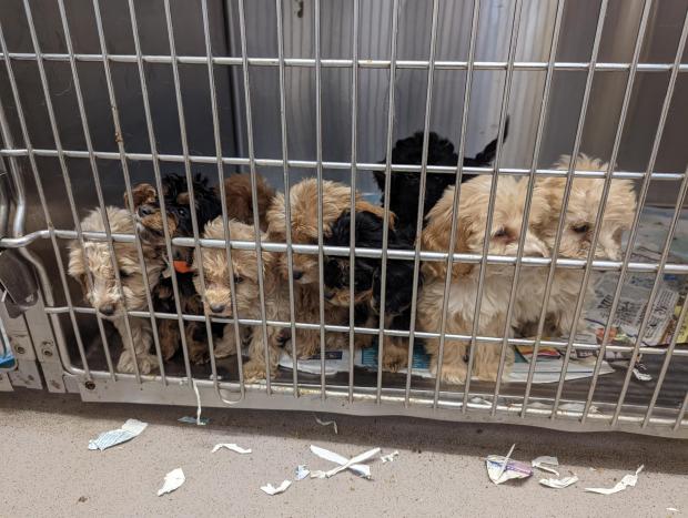 Brentwood Live: Some of the puppies which were abandoned. Photo: RSPCA