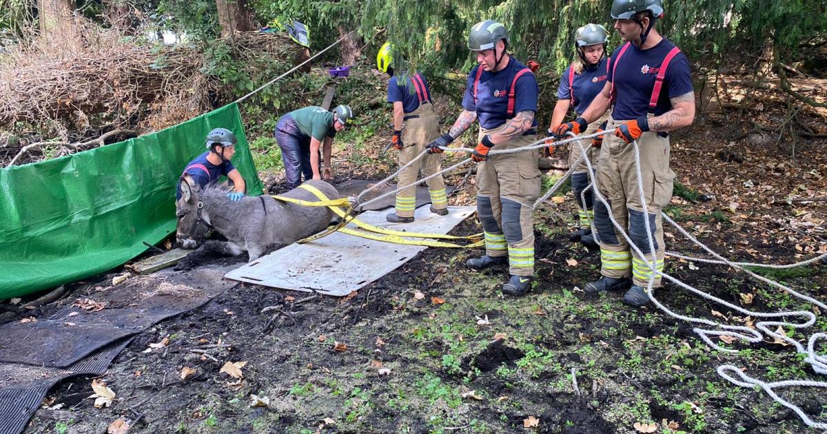 Essex donkey Tintin rescued from mud by fire service - Vimarsana News