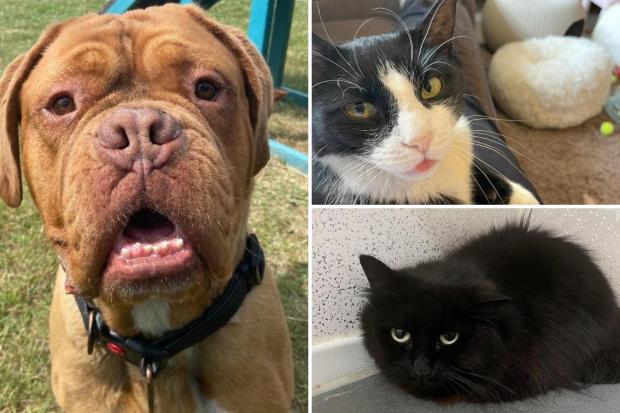 These 7 animals from RSPCA Essex are looking for their forever homes (RSPCA)