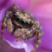 The spider ‘jumps’ to top spot – ‘I See You’by Matthew Thomas