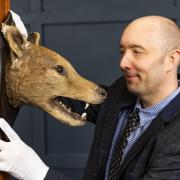 A rare Tasmanian Tiger head is up for auction