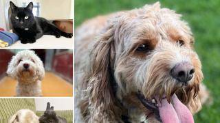 Could you give any of these Essex pets a home?