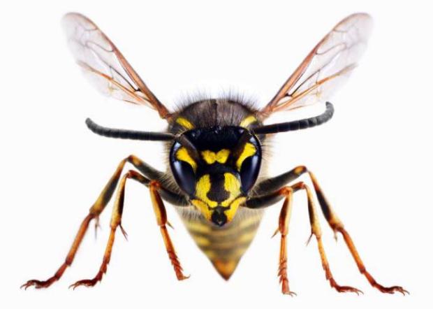 Brentwood Live: A wasp