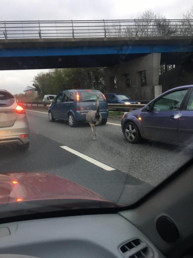 Brentwood Live: Colin the rhea left drivers in a flap on the A12 after making his way onto the carriageway PICTURE: Luke Scofield